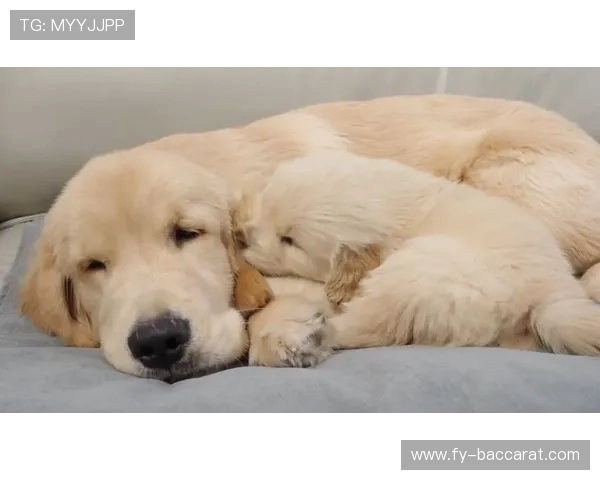 大金毛与小金毛一起玩的有趣互动游戏推荐帮助增强感情和锻炼身体